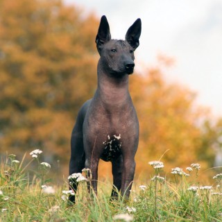 Xoloitzcuintli mexican dog