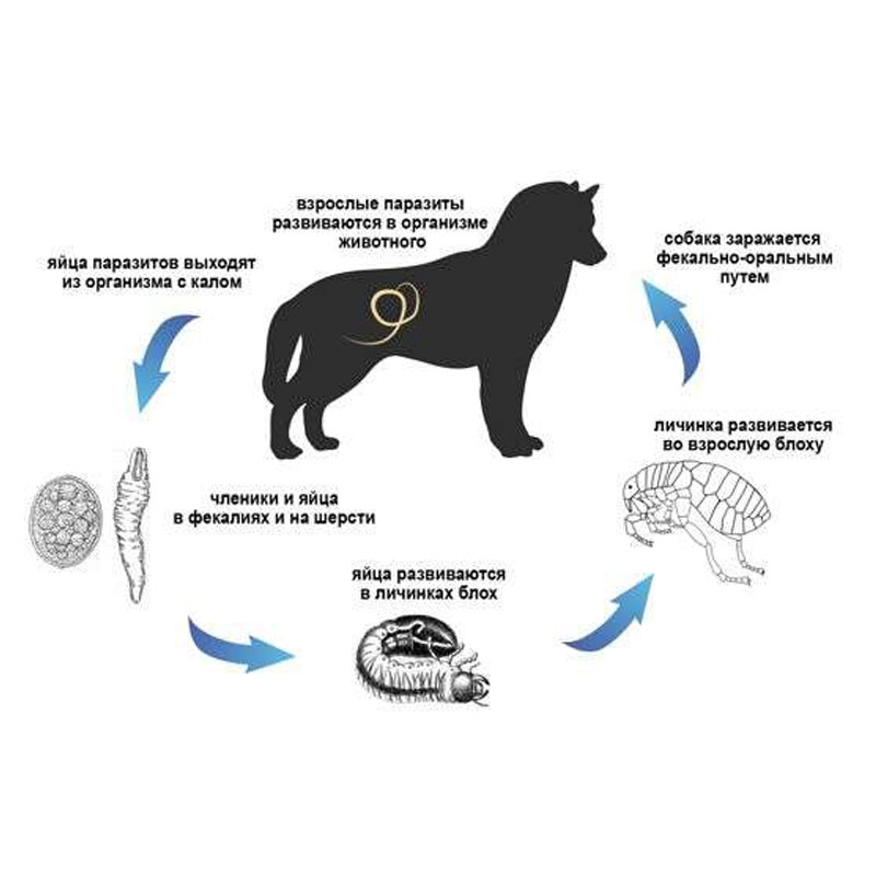 Препараты от глистов и паразитов для собак: отзывы