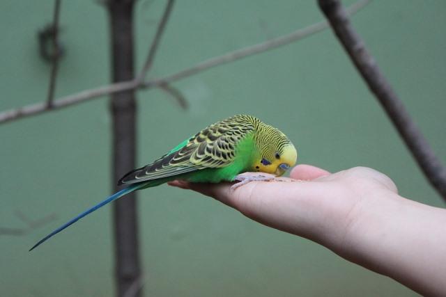 Что делать, если из дома улетел попугай | Блог зоомагазина hb-crm.ru