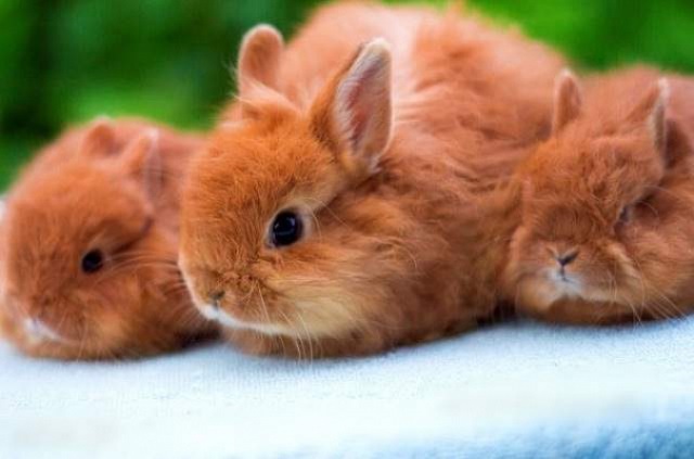 породи декоративних кроликів з фотографіями