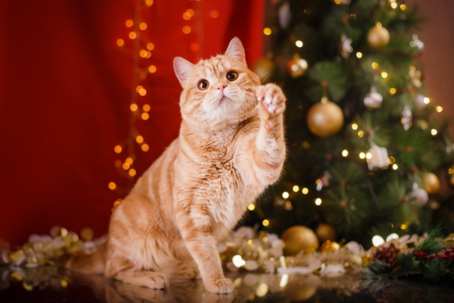 Что подарить кошке на Новый год
