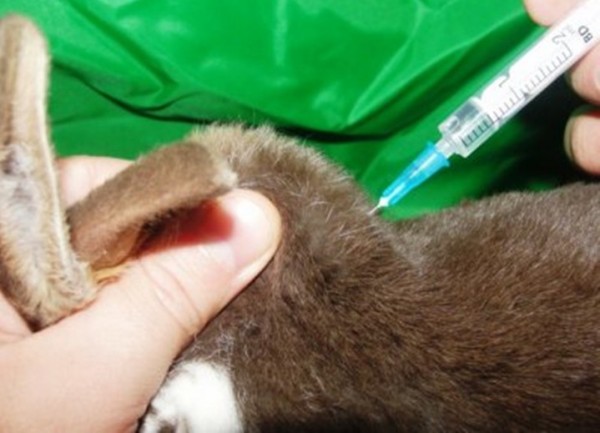 вакцинация кролика