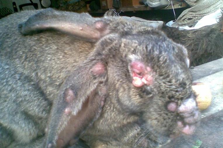 Основные болезни кроликов