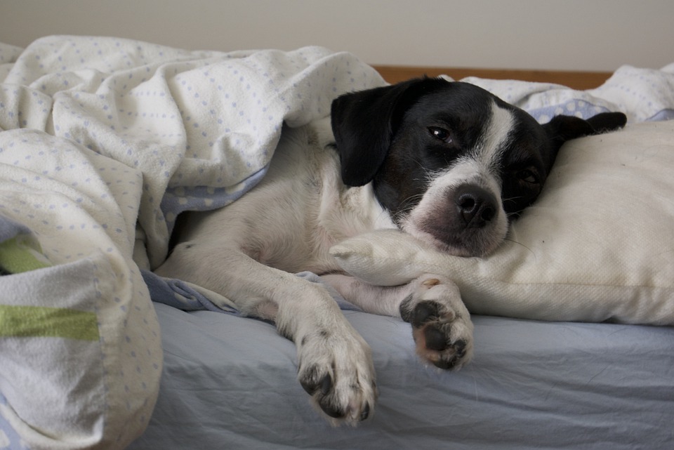 Пироплазмоз у собак – статья о лечении животных ИВЦ МВА
