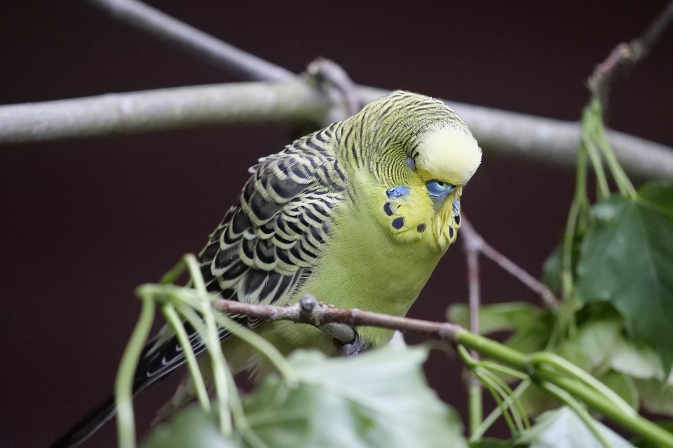 Понос у волнистых попугаев: что делать, чем лечить