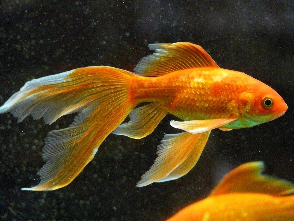 Почему аквариумные рыбки внезапно умирают?