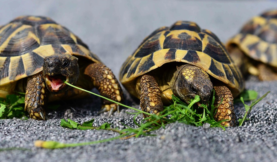 Чем кормить красноухих черепах, чтобы не было рахита и гиповитаминоза