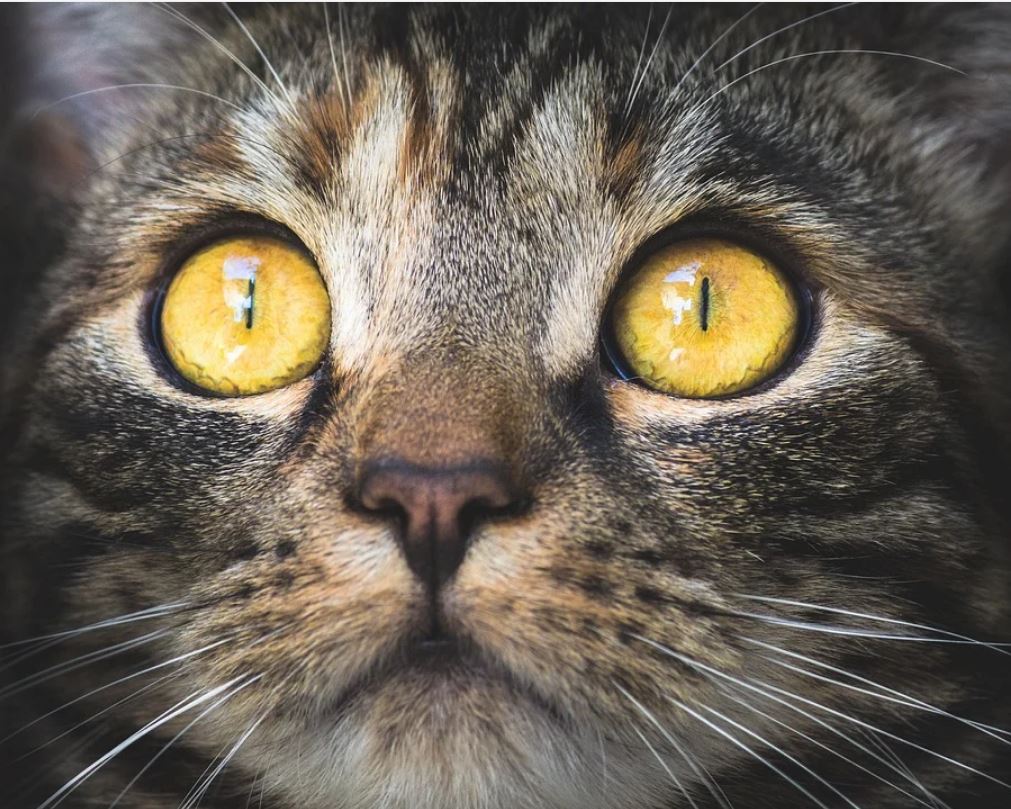 Почему у кота слезятся глаза - что делать, если у кошки слезятся глаза | Royal Canin