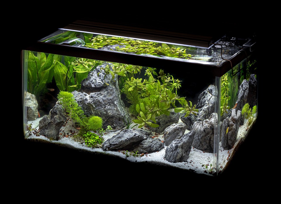 Какие удобрения нужны аквариумным растениям?