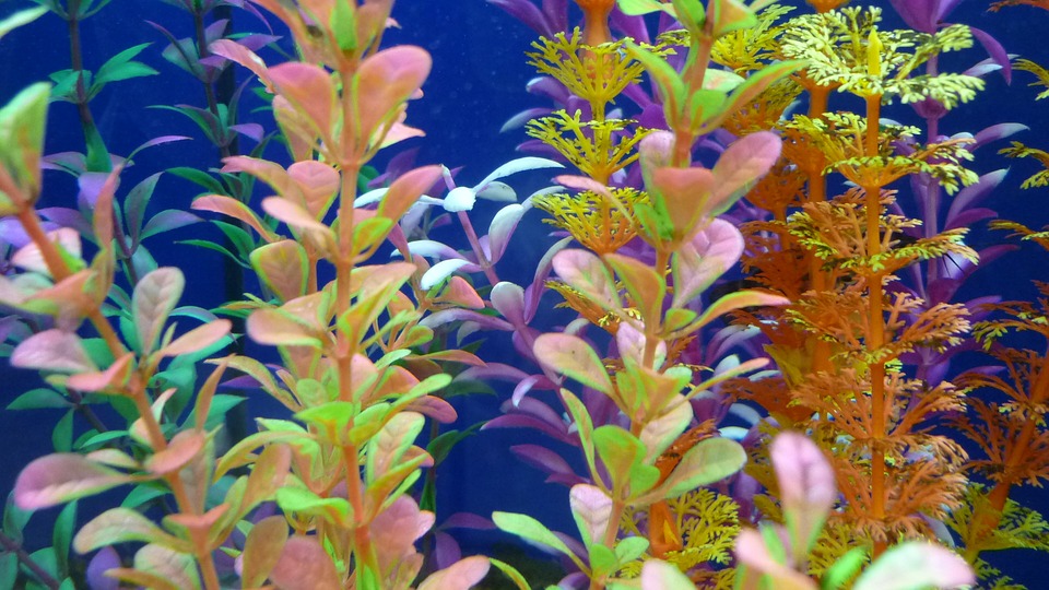 Как и из чего можно изготовить удобрения для аквариумных растений своими руками?