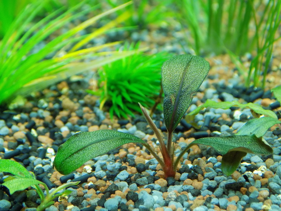 Как и из чего можно изготовить удобрения для аквариумных растений своими руками?