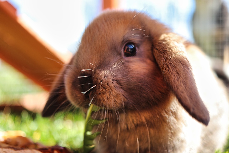 Цекотрофная диарея у кроликов. Ветеринарные центры 