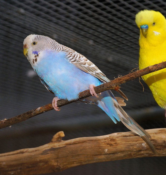 Что делать, если у попугая вырос длинный клюв и как не допустить возникновения проблемы