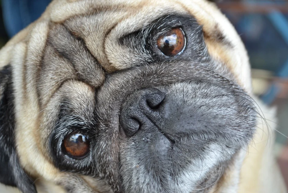 Почему слезятся глаза у собаки? - статьи о ветеринарии «Свой Доктор»