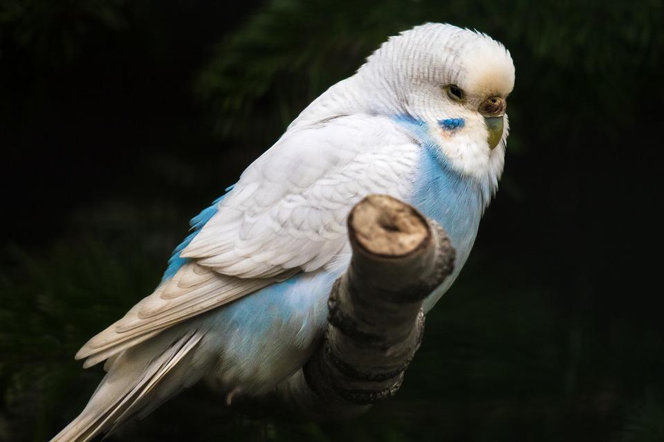 Искривление клюва у попугая. Коррекция формы клюва попугаев | Ветеринарная клиника