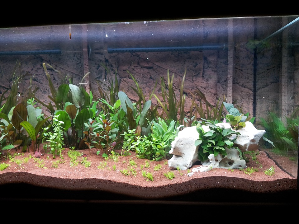 Причины, почему перестали расти растения в аквариуме. | Рыбки Растения Аквариум | Дзен