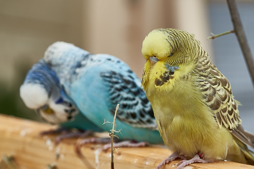 Аксессуары для птиц и попугаев