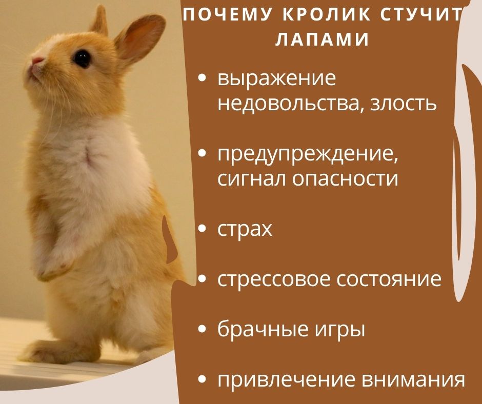 Звуки, издаваемые кроликами скачать и слушать онлайн