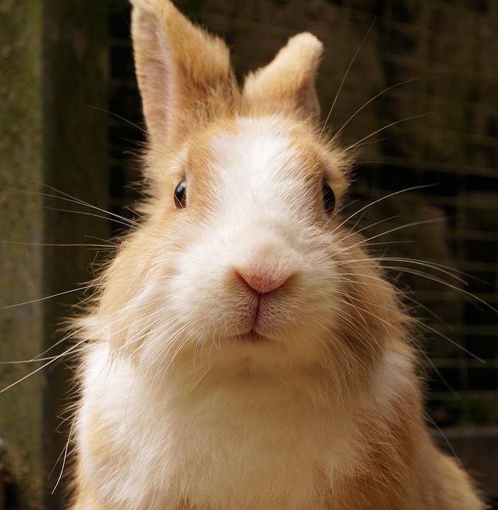 Линька у кроликов — виды, причины, особенности ухода