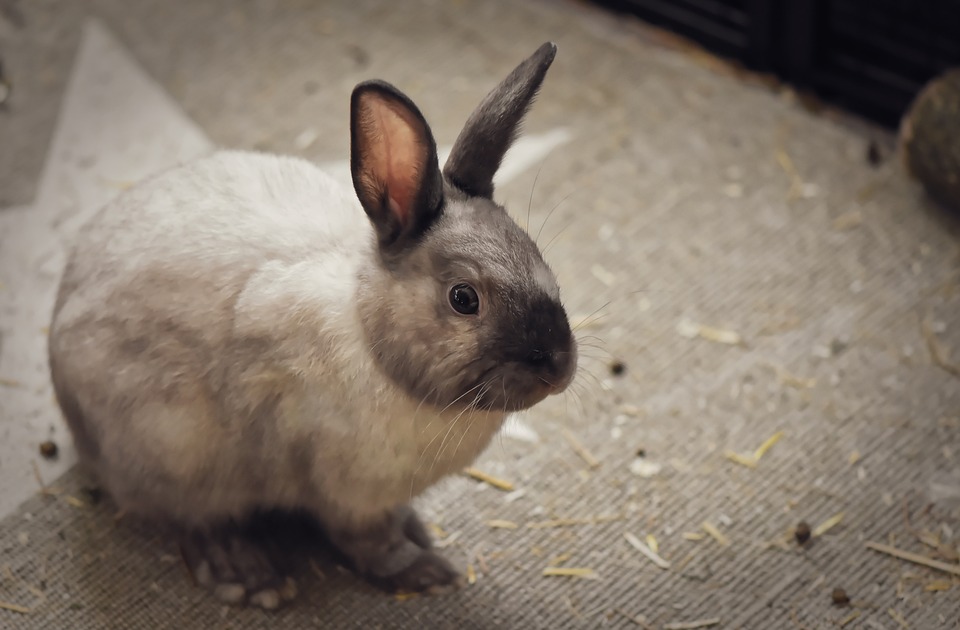Почему линяет декоративный кролик и что делать