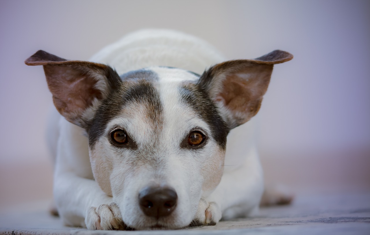 Сепарационная тревога у собак