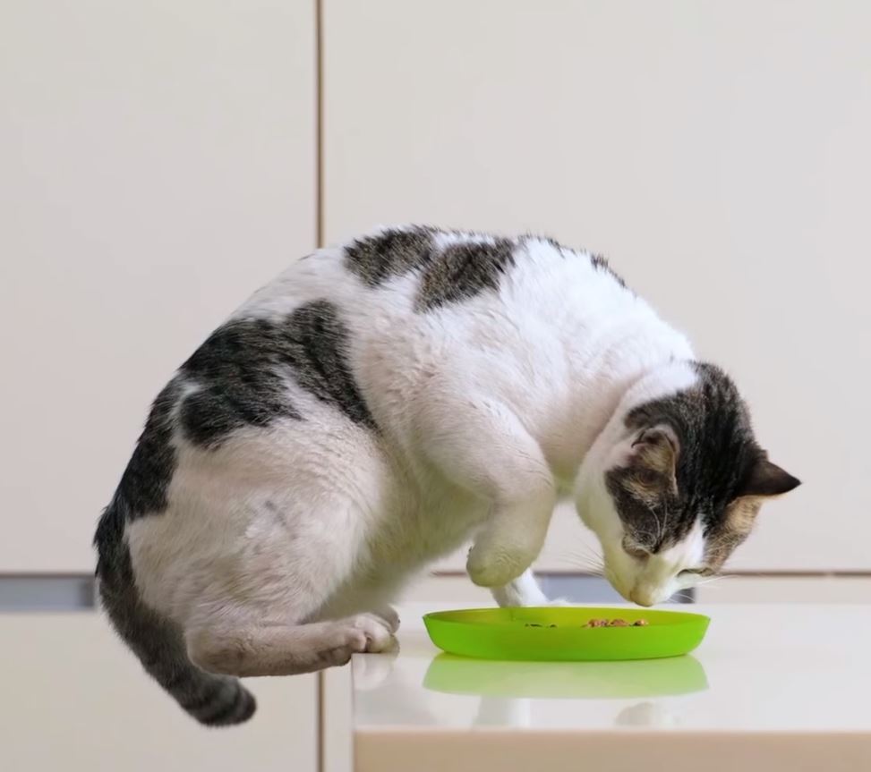 Рейтинг кормів для кастрованих котів