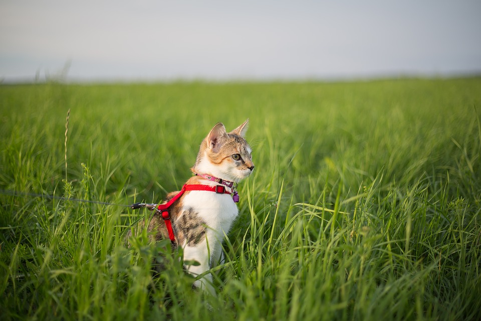 как уличного кота сделать домашним