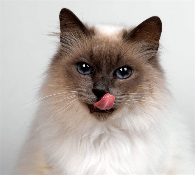 Балинезийская кошка — кошки, цена, описание, 33 фото